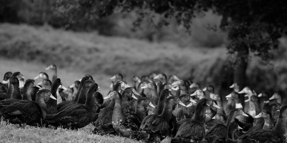 La Ferme du Foie Gras